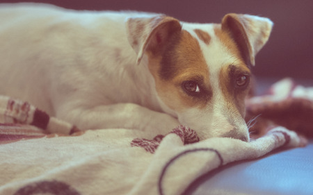 Portrait of purebred dog Jack Russell Terrier while lying on couchの写真素材