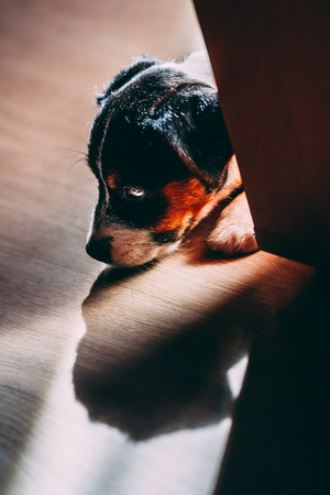 Lovely puppy looks sweet. Purebred jack russell terrierの写真素材