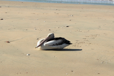 pelicanの写真素材