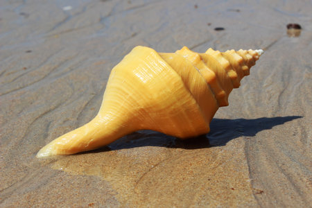 shell