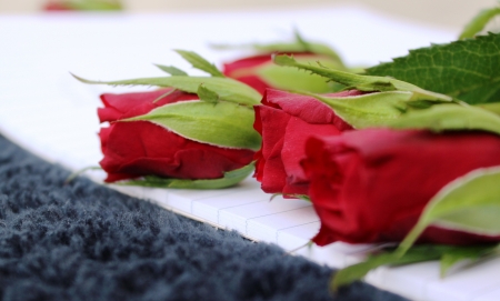 red rosesの写真素材