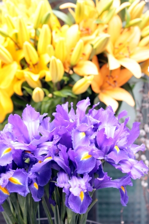 liliesの写真素材