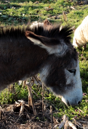 donkeyの写真素材