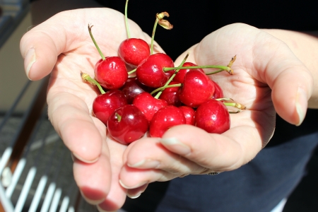 cherriesの写真素材