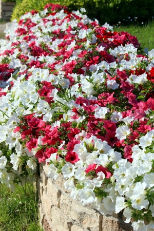 flowerbedの写真素材