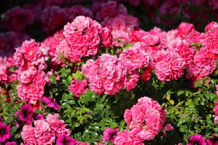 rosesの写真素材