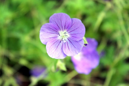 flowersの写真素材