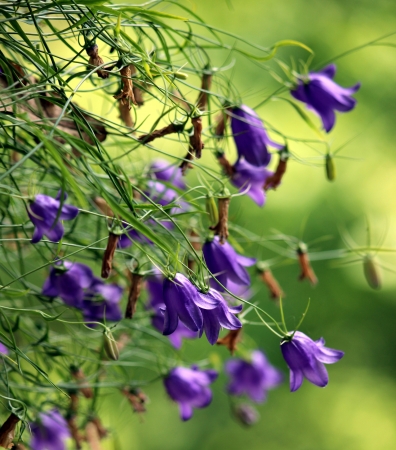 flowersの写真素材