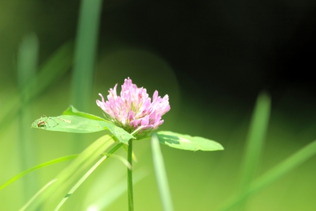 fioreの写真素材