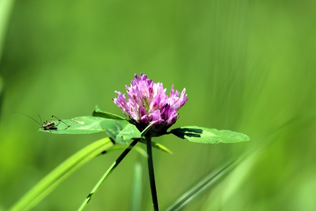 flowerの写真素材
