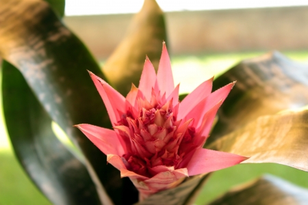 aechemeaの写真素材