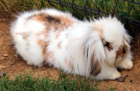 rabbitの写真素材