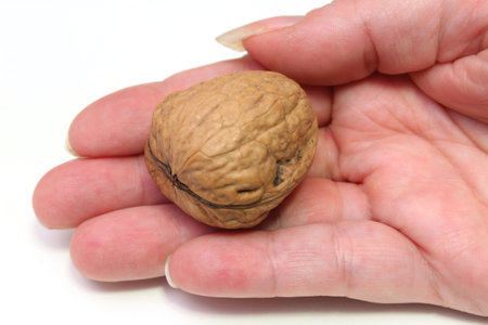 nutsの写真素材