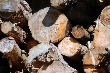 pile of wood