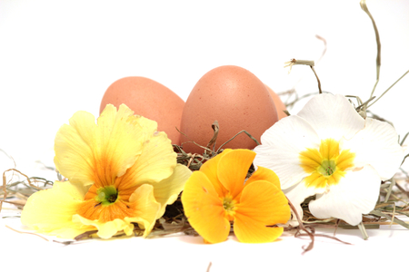 eggsの写真素材