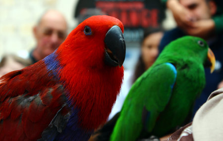 parrotの写真素材