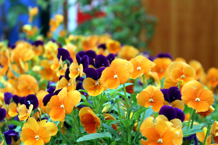 flowersの写真素材