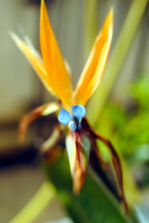 flowerの写真素材