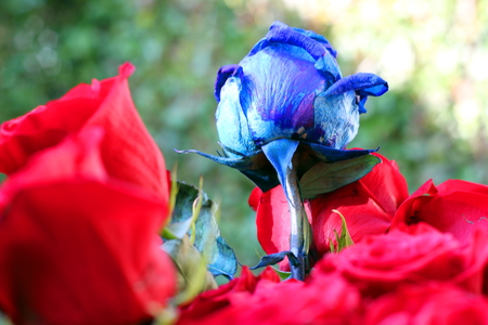 red rosesの写真素材