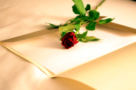 red roseの写真素材