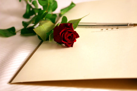 red roseの写真素材