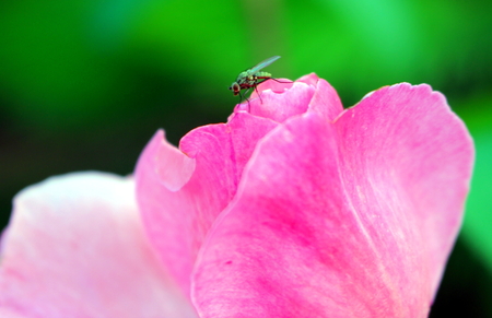 fly on the roseの写真素材