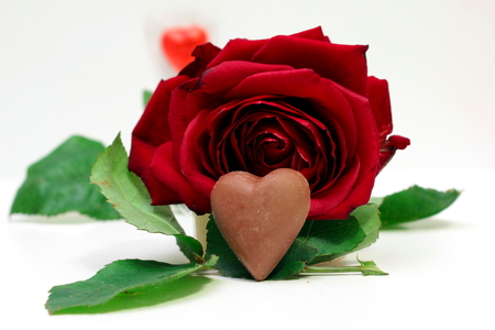 red roseの写真素材