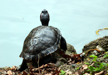 turtle by the pond
