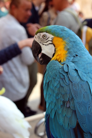 blue parrotの写真素材