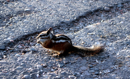 squirrelの写真素材