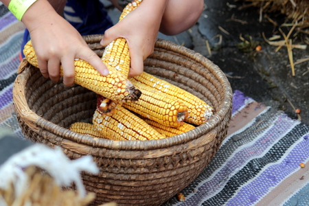 natural sack cornの写真素材