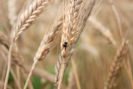 grain fieldの写真素材