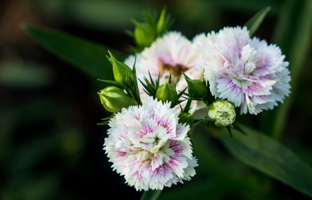 White purple flowers in garden Thailandの写真素材
