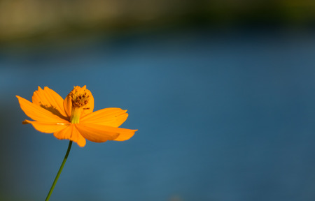 Orange flower in garden Thailandの写真素材