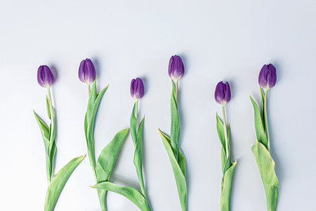 A spaced out row of puple tulips on a white background for spring.