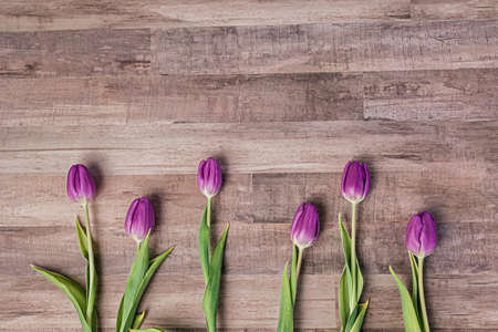 A spaced out row of puple tulips on a wood background for spring.の写真素材