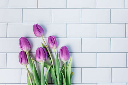 Fresh picked purple tulips in a bouquet on white subway tileの写真素材
