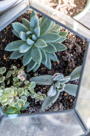 A terrarium filled with suculents