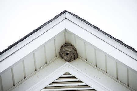 A large hornets nest in the top of a houseの写真素材