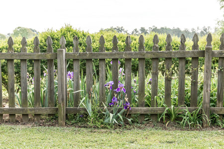 Old and rustic wood picket backyard fence with greenery and purple flowers