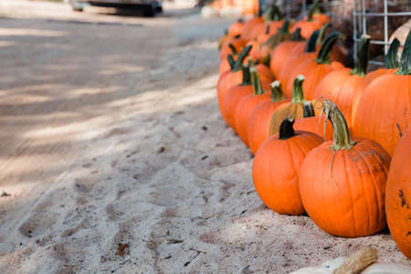 A row of fall orange pumpkins sitting on the ground at a fall festival at a local pumpkin patchの写真素材