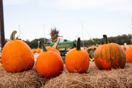 A row of fall orange pumpkins sitting on the hay bales at a fall festival at a local pumpkin patch