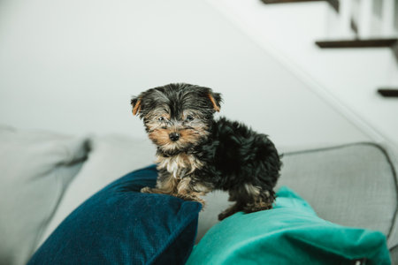 A tiny teacup yorkie puppy dog standing on a teal and navy pillowの写真素材