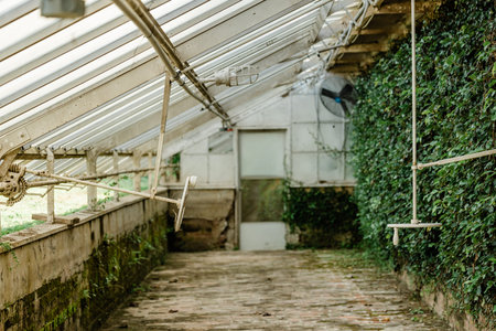 An empty greenhouse with glass ceiling and walls and a greenery covered wall