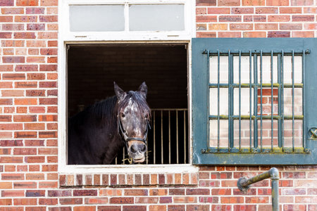 a horse looking out of a brick barn window