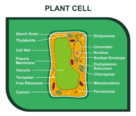 Vector Cross Section of Plant Cell including All  Parts cell wall ribosomes plasma membrane chromatin nucleus chloroplast reticulum mitochondrion Helpful for Education Schoolsのイラスト素材