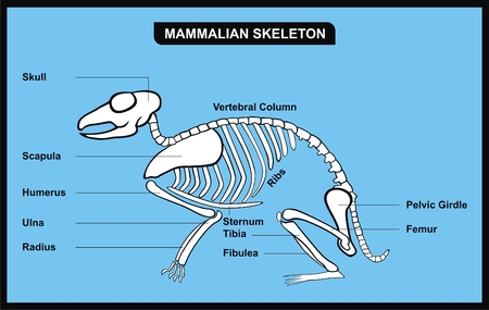 VECTOR - Mammalian Skeletonのイラスト素材
