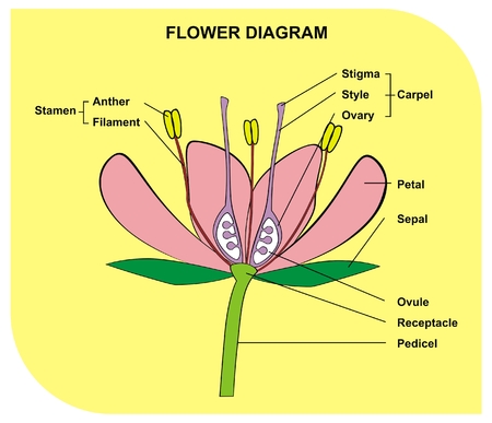VECTOR - Flower Diagram Useful for School and Studentのイラスト素材