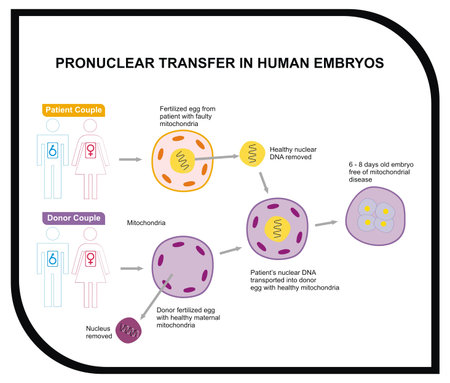VECTOR - Pronuclear Transfer in Human Embryosのイラスト素材