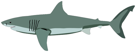 Shark Fish lives is ocean and under deep blue water life one of top sea predatorsのイラスト素材